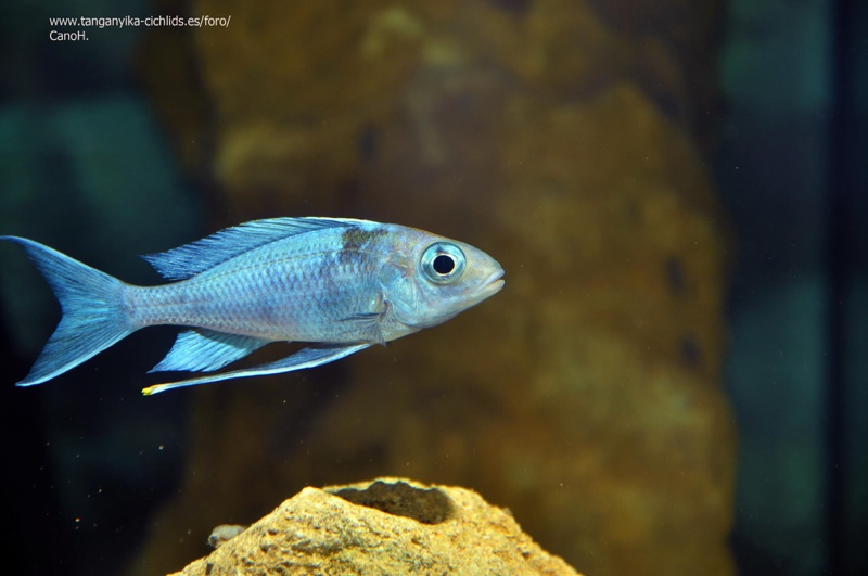 Ophthalmotilapia ventralis 'Isanga Bay'